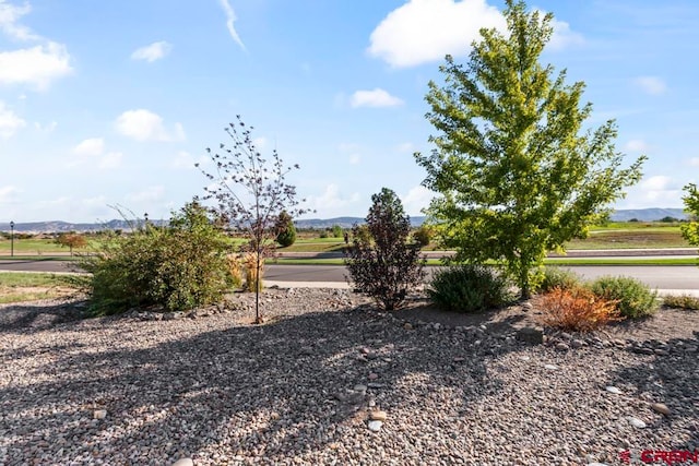 view of yard with a mountain view and a rural view