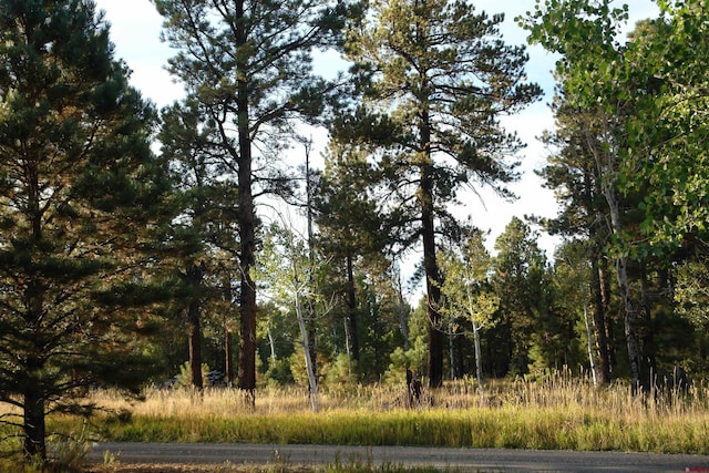 80 W Piney Woods Way, Placerville, CO 81430