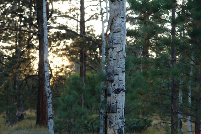 80 W Piney Woods Way, Placerville, CO 81430
