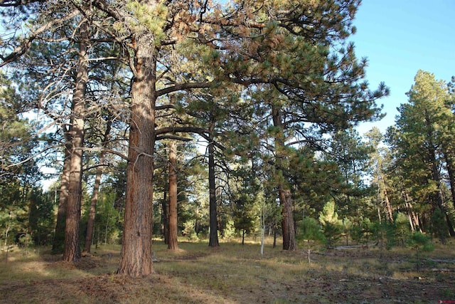 80 W Piney Woods Way, Placerville, CO 81430