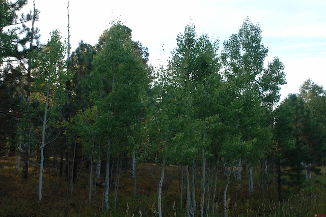 80 W Piney Woods Way, Placerville, CO 81430