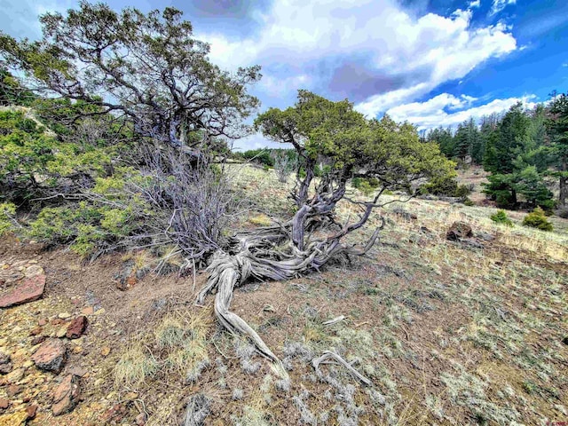 view of local wilderness