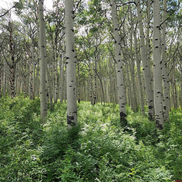TBD Zs Road, Whitewater, CO 81527