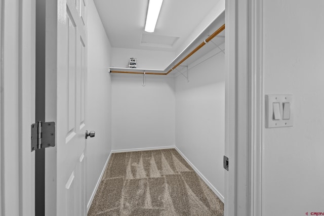 walk in closet featuring carpet floors