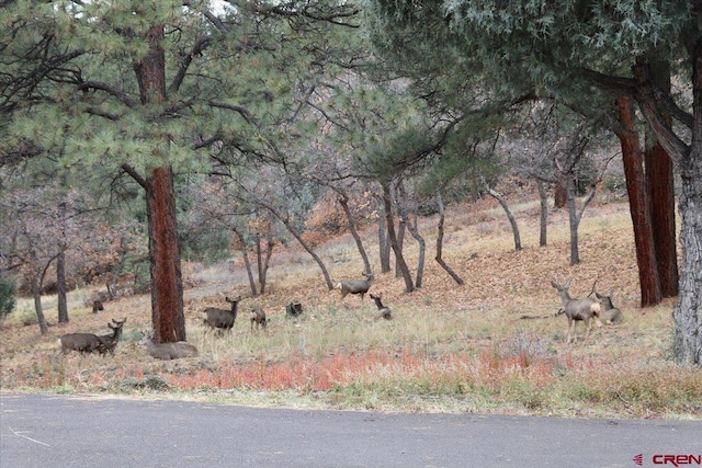 view of local wilderness