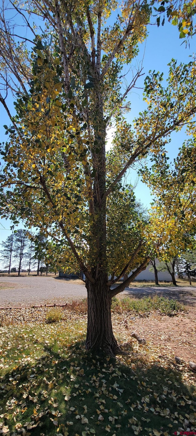 9966 Rd 7, Dove Creek, CO 81324 - view of yard