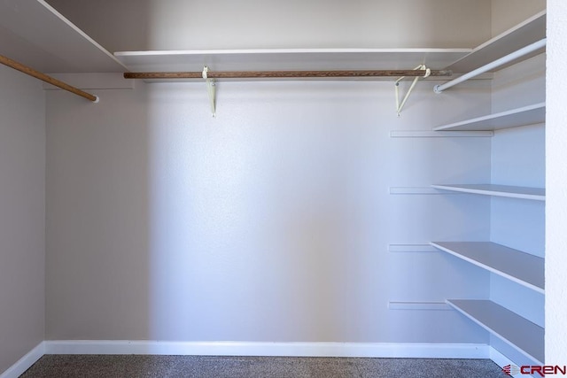 spacious closet featuring carpet