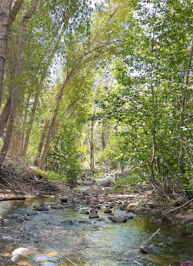 view of local wilderness