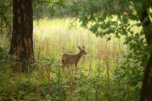 view of nature