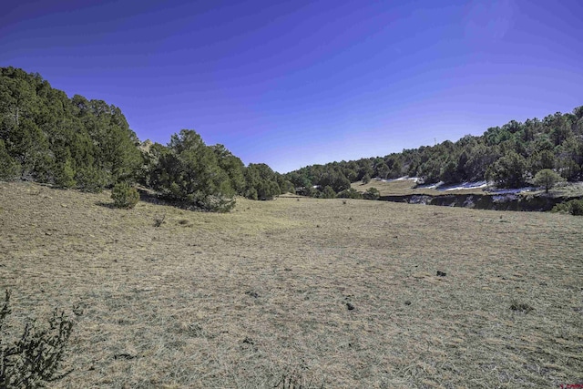 view of local wilderness