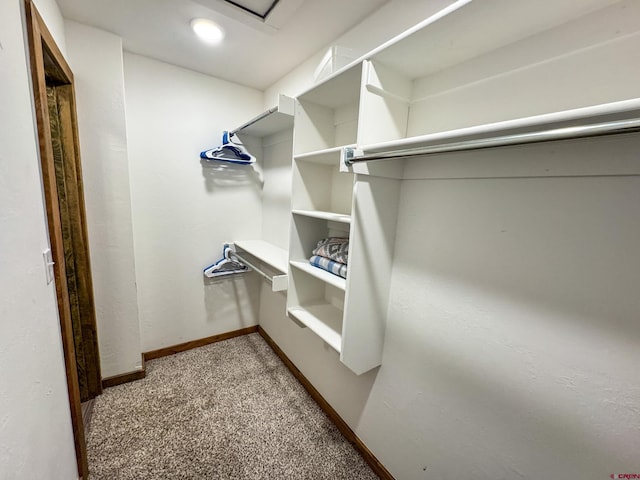 walk in closet with carpet flooring