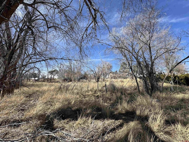 view of local wilderness