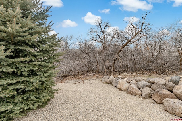 view of local wilderness