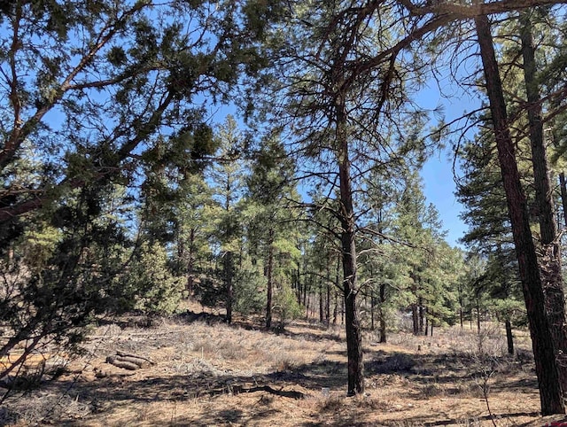 407 Simmons Dr, Pagosa Springs, CO 81147 - view of local wilderness with a view of trees