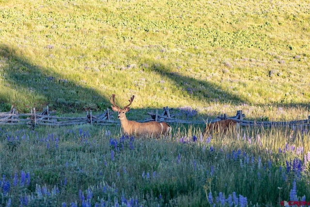 view of local wilderness