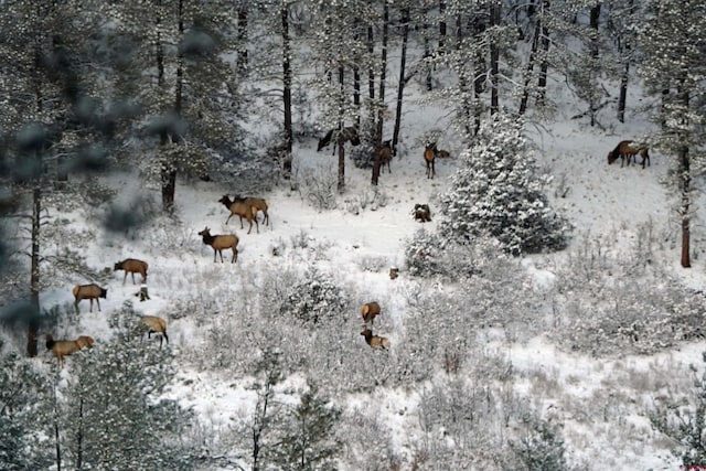 view of snowy landscape