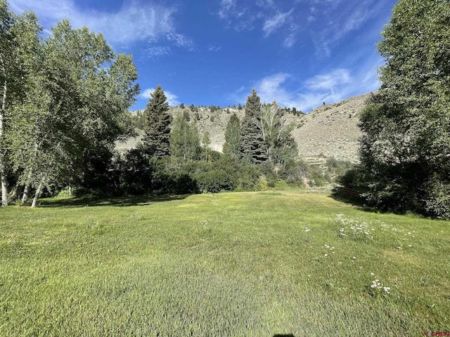 209 Deer Path Ln, Almont, CO 81230 - view of green lawn