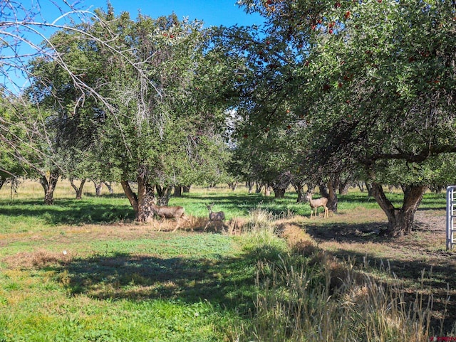 14120 Rd 26, Dolores, CO 81323 - view of undeveloped land