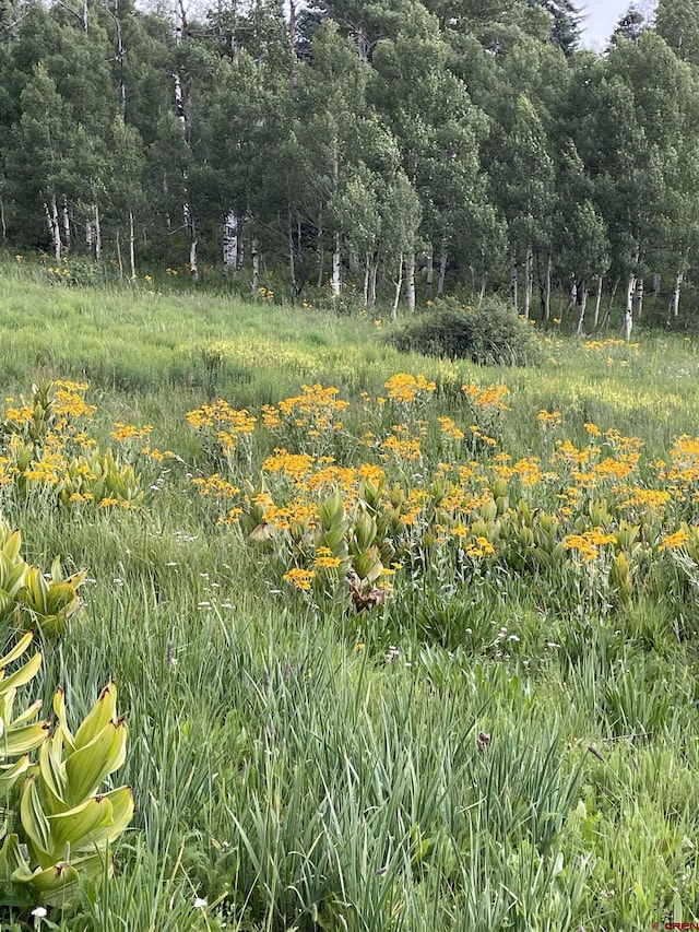 255 Wapiti Pl, Creede, CO 81130