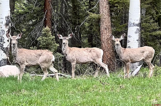126 Crest Dr, Cimarron, CO 81220