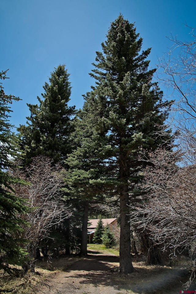 view of local wilderness