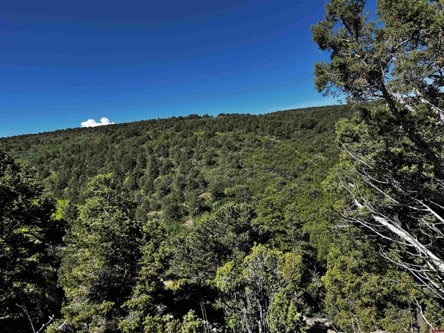 1165 Timber Ridge Rd, Montrose, CO 81401 - view of mountain backdrop featuring a forest