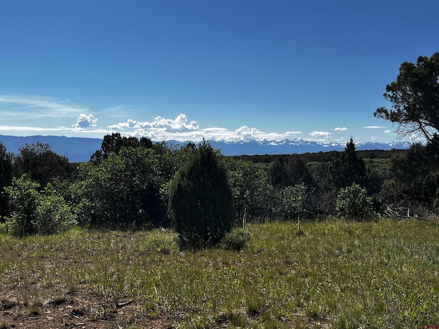 1165 Timber Ridge Rd, Montrose, CO 81401 - view of mountain background with a heavily wooded area