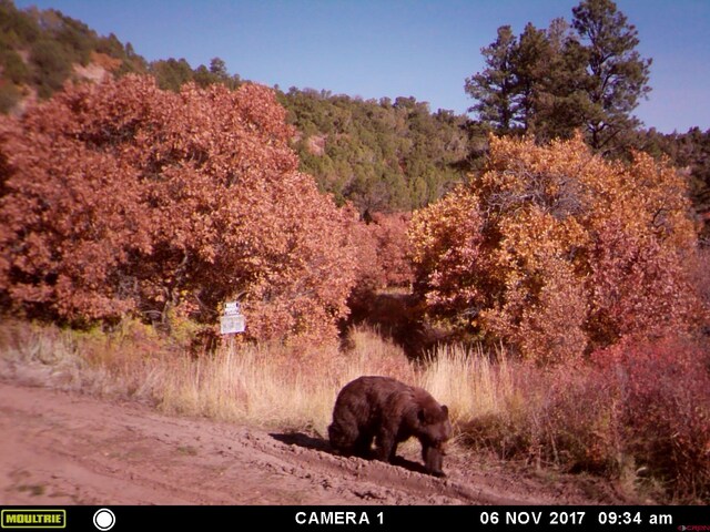 1165 Timber Ridge Rd, Montrose, CO 81401 - view of tree filled area