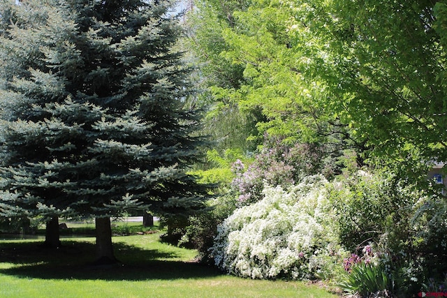 67 Gleneagles Dr, Durango, CO 81301 - view of grassy yard featuring a view of trees