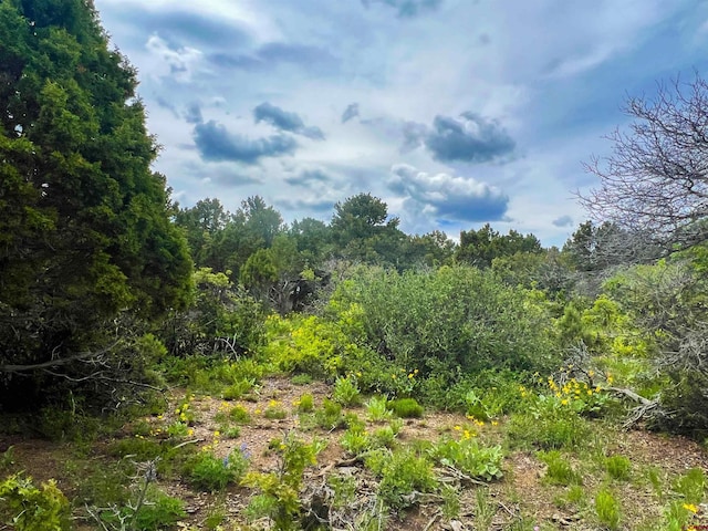818 Pine Dr, Ridgway, CO 81432