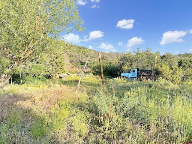 43867 Long Gulch Rd, Crawford, CO 81415 - view of wooded area