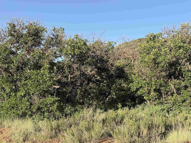 43867 Long Gulch Rd, Crawford, CO 81415 - view of wooded area