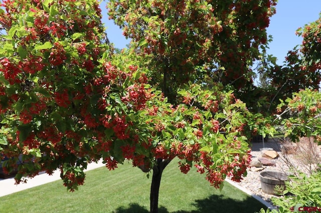 771 Aspen Dr, Cortez, CO 81321 - view of grassy yard