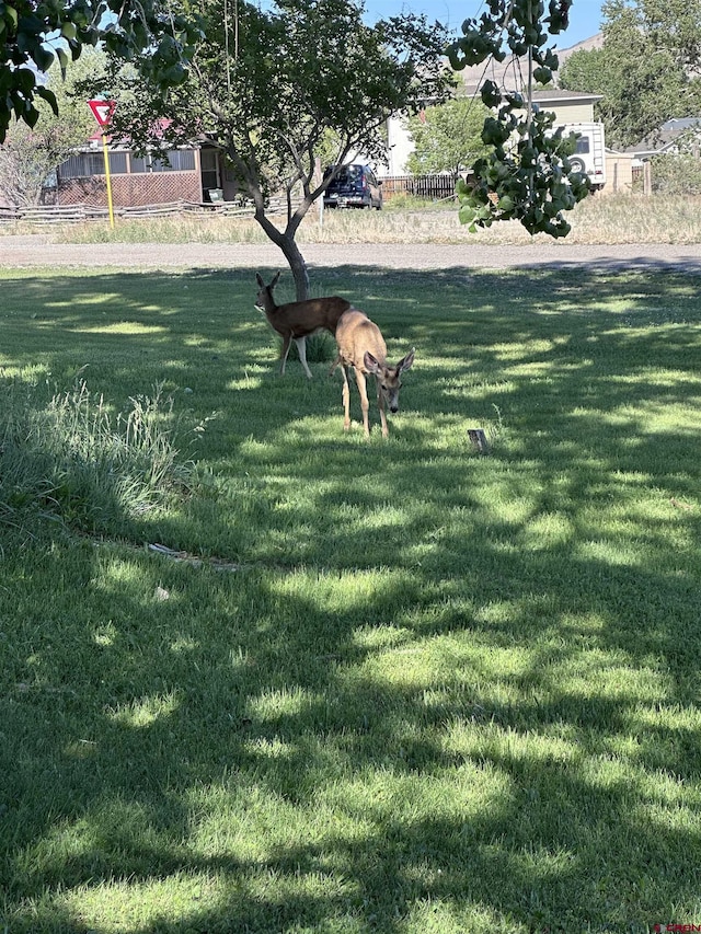 1885 Nichols Way, Montrose, CO 81401 - view of green lawn