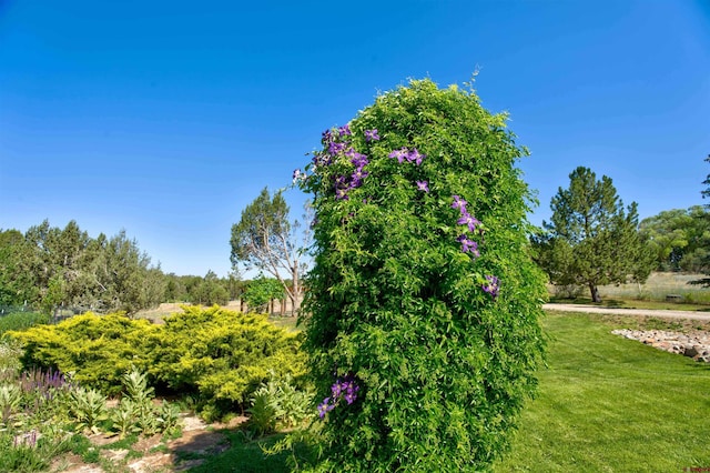 27126 Road R, Dolores, CO 81323 - view of green lawn