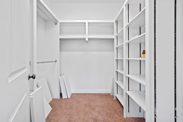 walk in closet with carpet flooring