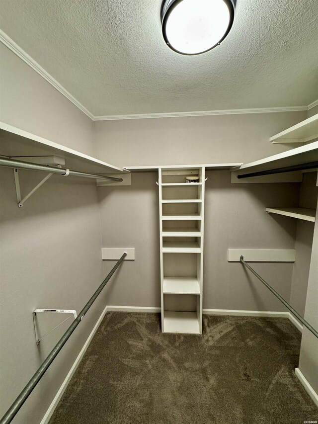 walk in closet featuring carpet