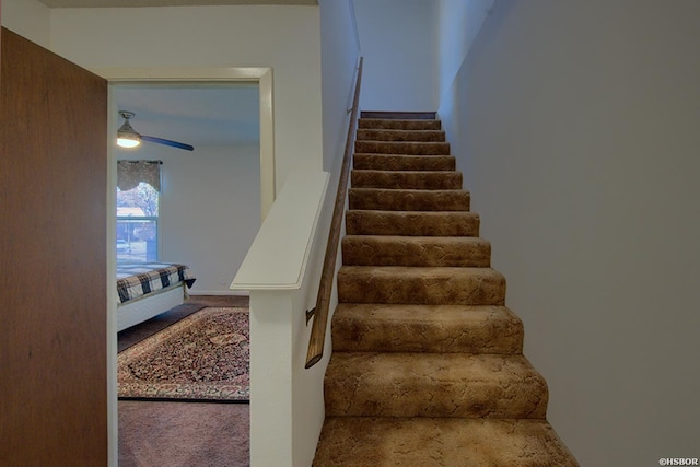 stairs featuring ceiling fan and carpet