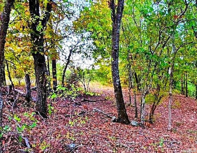 view of local wilderness