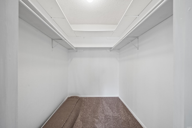 spacious closet featuring carpet