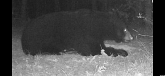 0000 Chicot Trl, Bismarck, AR 71929 - photo 11