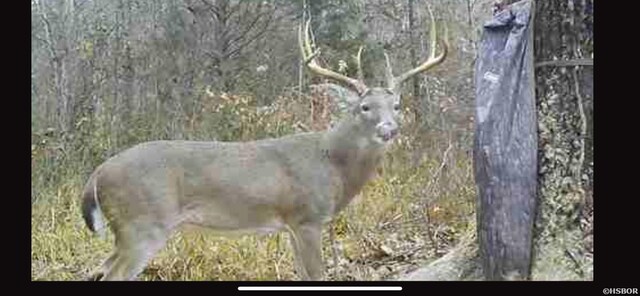 0000 Chicot Trl, Bismarck, AR 71929 - photo 9