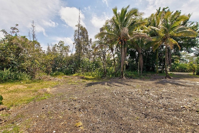 view of local wilderness