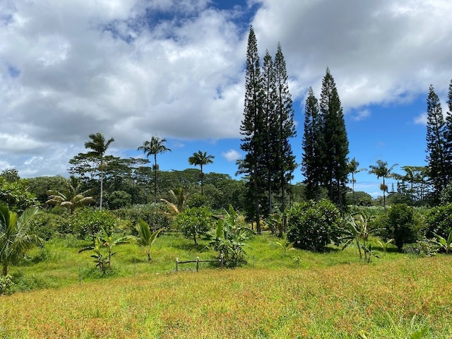 view of local wilderness