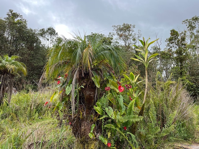 view of local wilderness