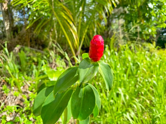 Anae St, Pahoa HI, 96778 land for sale