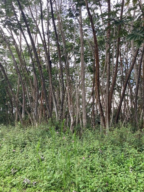 Lehua Rd, Pahoa HI, 96778 land for sale