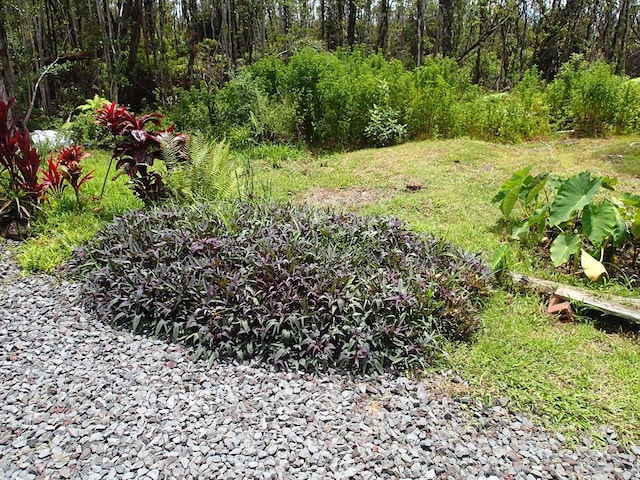 view of local wilderness