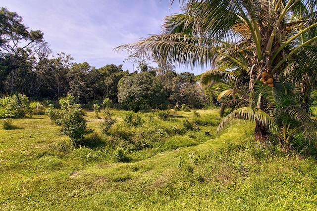 view of local wilderness