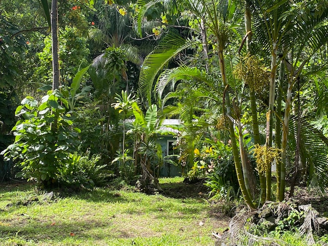 view of local wilderness